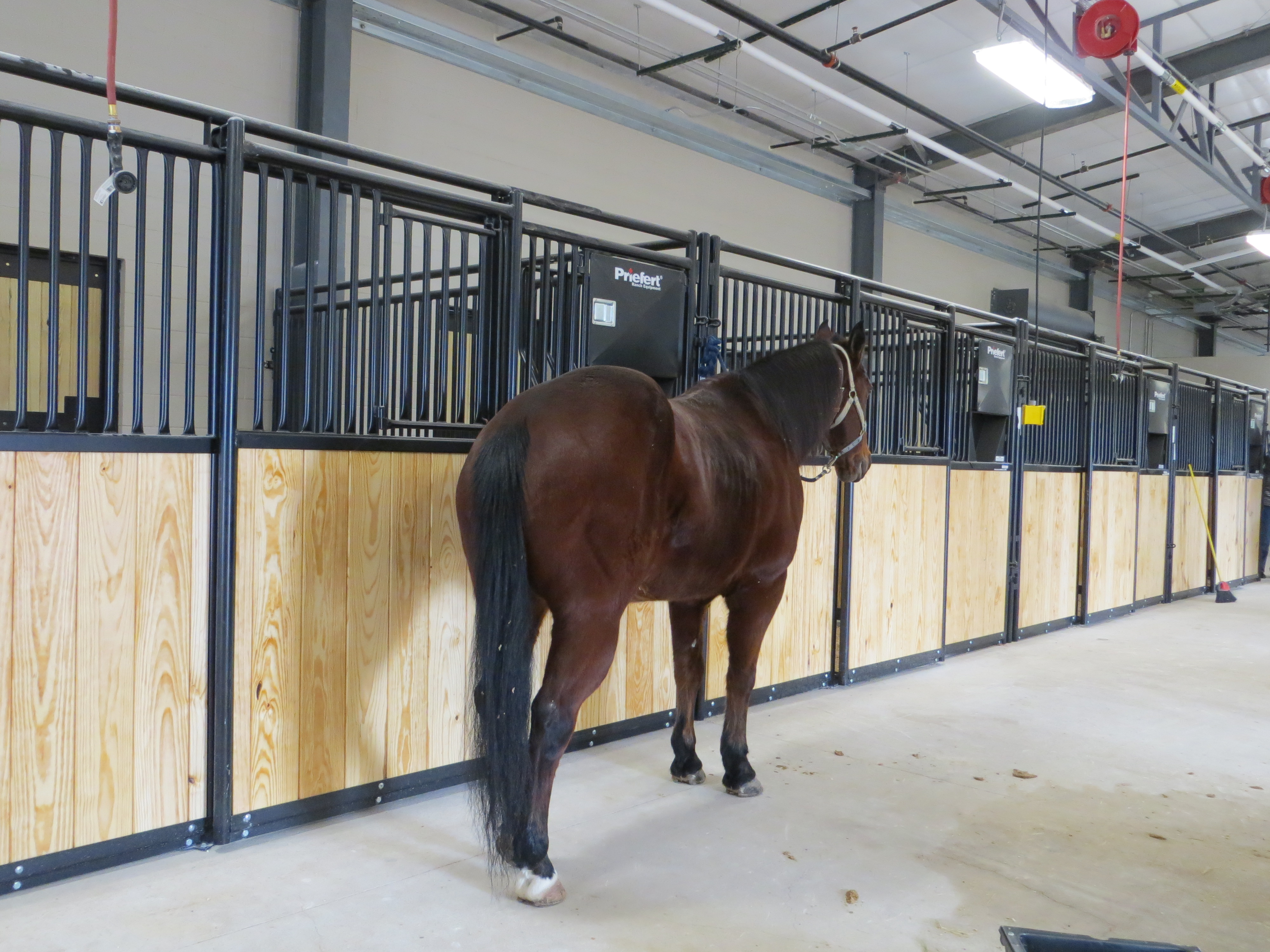 Mounted Patrol 02.JPG